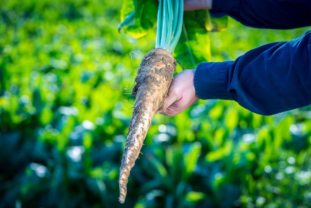 Chicory root fiber can provide a lot of prebiotic benefits.