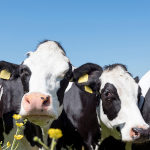 Cows-in-a-field-shutterstock_1200x627-(005).jpg