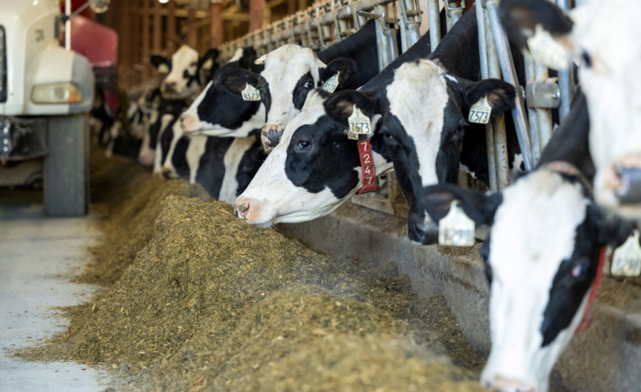 The number of cows infected with the highly pathogenic avian influenza virus (HPAI or H5N1) is increasing, but pasteurization of milk and proper sanitation can prevent spread.