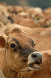 OSU Study Cows fed Flaxseed