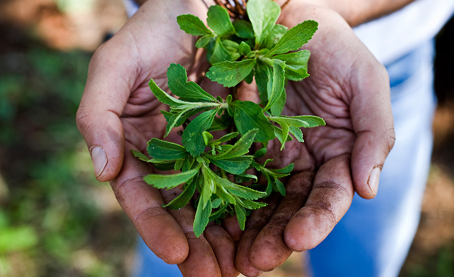 Stevia